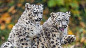 Preview wallpaper irbis, cub, kitten, predator, animal, wildlife