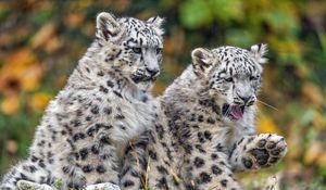 Preview wallpaper irbis, cub, kitten, predator, animal, wildlife