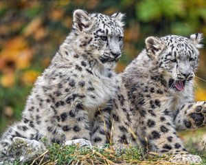 Preview wallpaper irbis, cub, kitten, predator, animal, wildlife