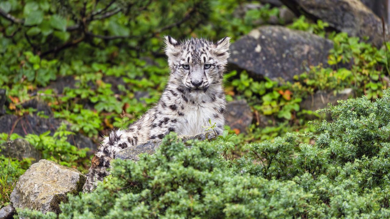 Wallpaper irbis, cub, predator, glance, animal, wildlife