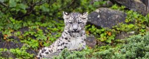 Preview wallpaper irbis, cub, predator, glance, animal, wildlife