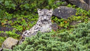 Preview wallpaper irbis, cub, predator, glance, animal, wildlife