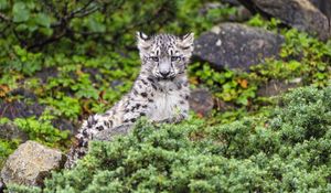 Preview wallpaper irbis, cub, predator, glance, animal, wildlife