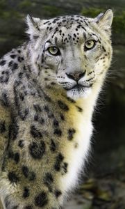Preview wallpaper irbis, eyes, predator, animal