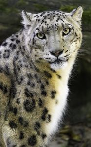 Preview wallpaper irbis, eyes, predator, animal