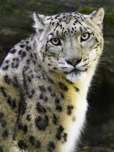 Preview wallpaper irbis, eyes, predator, animal