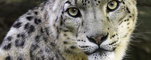 Preview wallpaper irbis, eyes, predator, animal