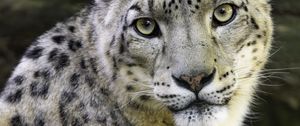 Preview wallpaper irbis, eyes, predator, animal