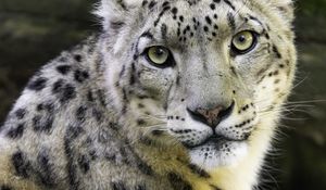 Preview wallpaper irbis, eyes, predator, animal