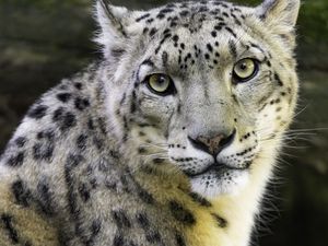 Preview wallpaper irbis, eyes, predator, animal