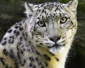 Preview wallpaper irbis, eyes, predator, animal