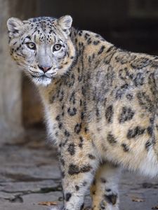 Preview wallpaper irbis, glance, predator, big cat, animal
