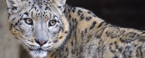 Preview wallpaper irbis, glance, predator, big cat, animal