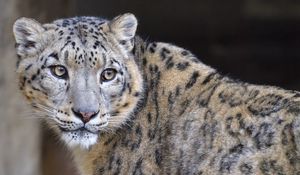 Preview wallpaper irbis, glance, predator, big cat, animal