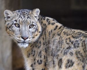 Preview wallpaper irbis, glance, predator, big cat, animal