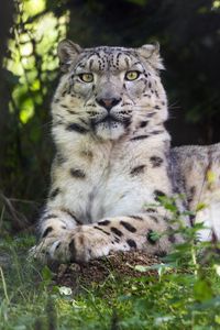 Preview wallpaper irbis, glance, predator, big cat, animal, grass