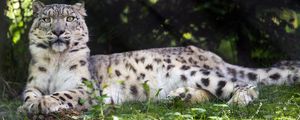Preview wallpaper irbis, glance, predator, big cat, animal, grass