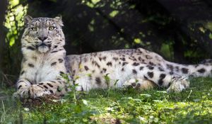 Preview wallpaper irbis, glance, predator, big cat, animal, grass