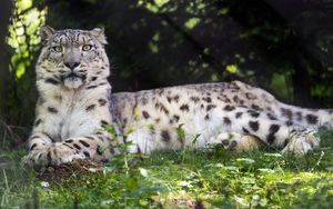 Preview wallpaper irbis, glance, predator, big cat, animal, grass