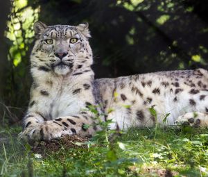 Preview wallpaper irbis, glance, predator, big cat, animal, grass