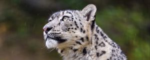 Preview wallpaper irbis, glance, predator, big cat, animal, blur