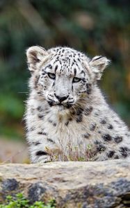 Preview wallpaper irbis, glance, predator, big cat, animal, wildlife