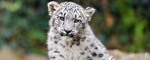 Preview wallpaper irbis, glance, predator, big cat, animal, wildlife