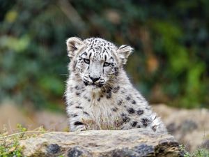 Preview wallpaper irbis, glance, predator, big cat, animal, wildlife