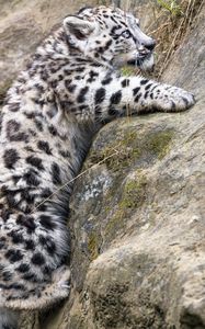 Preview wallpaper irbis, kitten, animal, paws, stones