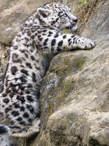Preview wallpaper irbis, kitten, animal, paws, stones