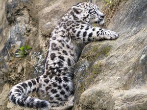 Preview wallpaper irbis, kitten, animal, paws, stones