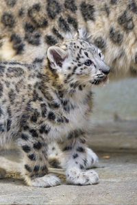 Preview wallpaper irbis, kitten, animal, predator, light