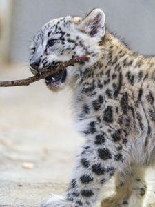 Preview wallpaper irbis, kitten, animal, predator, branch