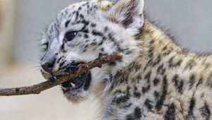 Preview wallpaper irbis, kitten, animal, predator, branch