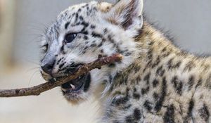 Preview wallpaper irbis, kitten, animal, predator, branch