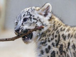 Preview wallpaper irbis, kitten, animal, predator, branch