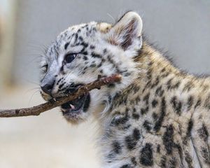 Preview wallpaper irbis, kitten, animal, predator, branch
