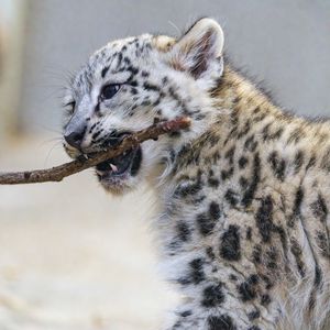 Preview wallpaper irbis, kitten, animal, predator, branch