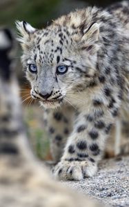 Preview wallpaper irbis, kitten, animal, predator, paw