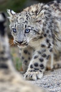 Preview wallpaper irbis, kitten, animal, predator, paw