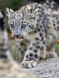Preview wallpaper irbis, kitten, animal, predator, paw