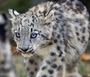 Preview wallpaper irbis, kitten, animal, predator, paw