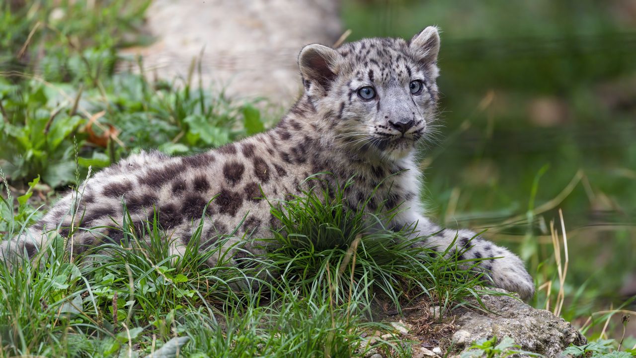 Wallpaper irbis, kitten, animal, grass, wildlife