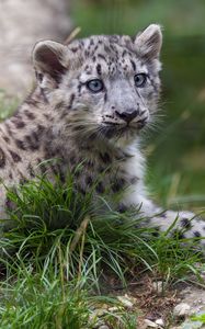 Preview wallpaper irbis, kitten, animal, grass, wildlife