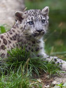 Preview wallpaper irbis, kitten, animal, grass, wildlife