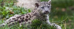 Preview wallpaper irbis, kitten, animal, grass, wildlife