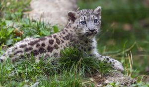 Preview wallpaper irbis, kitten, animal, grass, wildlife