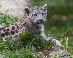 Preview wallpaper irbis, kitten, animal, grass, wildlife