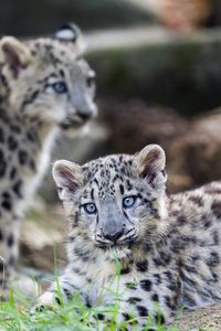 Preview wallpaper irbis, kitten, cub, grass