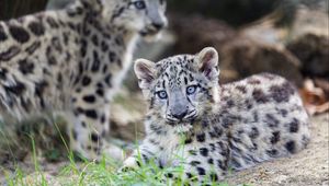 Preview wallpaper irbis, kitten, cub, grass